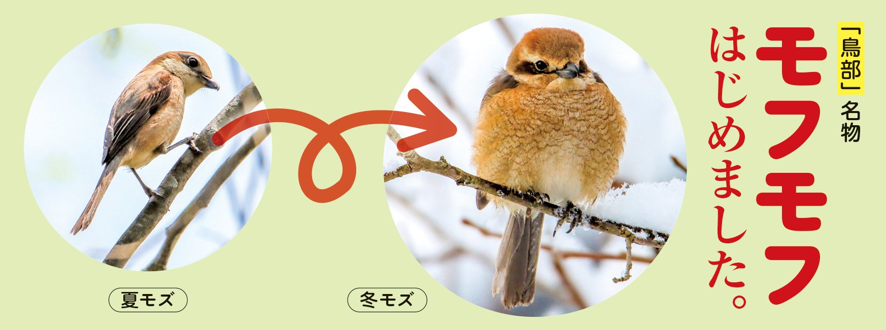 いつも、いつまでも。 丹波新聞「鳥部」フォトブック